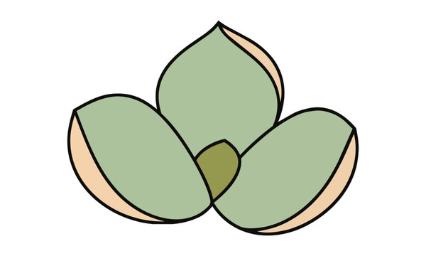 Minimalist succulent plant with rounded fleshy leaves isolated on white background botanical design concept