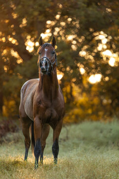 Bay Horse Young Quarter horse