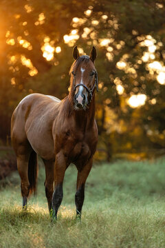 Bay Horse Young Quarter horse