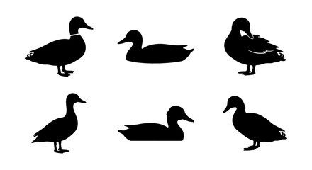 Obraz premium Six Silhouette Duck Vector Icons, Wildfowl Bird Graphics, Aquatic Animal Silhouettes for Nature and Wildlife Designs