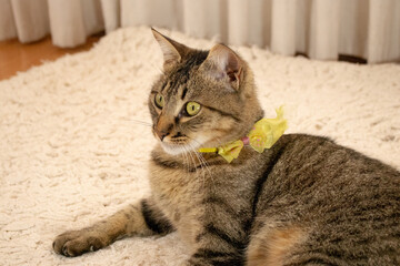 portrait of a cat © Melisa