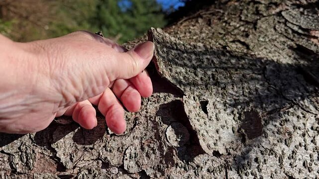  Hand touching and crumbling peeling bark on old tree trunk. Norway, Alver. August
