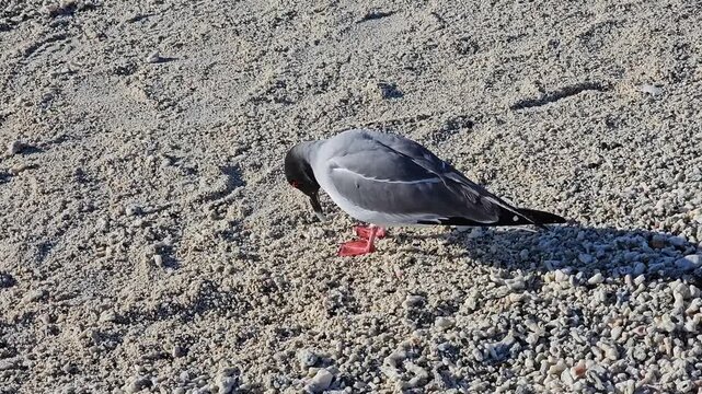 Swallow-tailed gull walking on windy beach of Galapagos Island