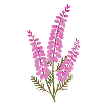 Heather Flower, clean flat 2D illustration with a minimal style, isolated on a white background.