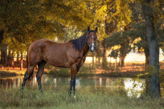 Bay Horse Young Quarter horse