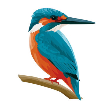 Kingfisher, minimal flat 2D illustration with smooth shapes, isolated on a white background.