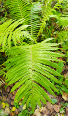 forest fern leaf in the forest © Valeria F