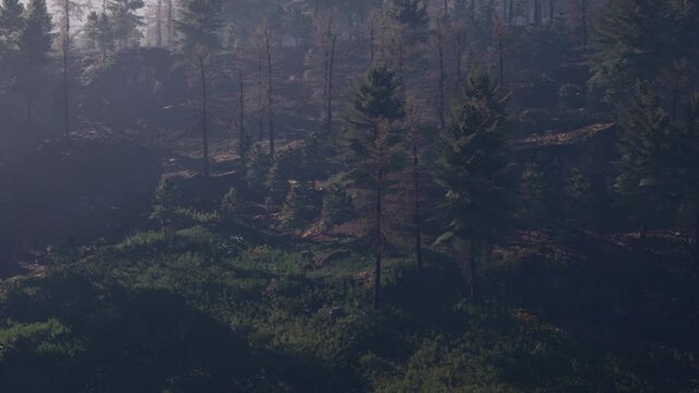 Soft morning light gently falls upon a serene forest, illuminating the trees and lush greenery. A sense of calm envelops the landscape as nature awakens in quiet stillness.