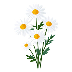 Fototapeta premium Flat 2D illustration of Chamomile, simple modern design, isolated on a white background.