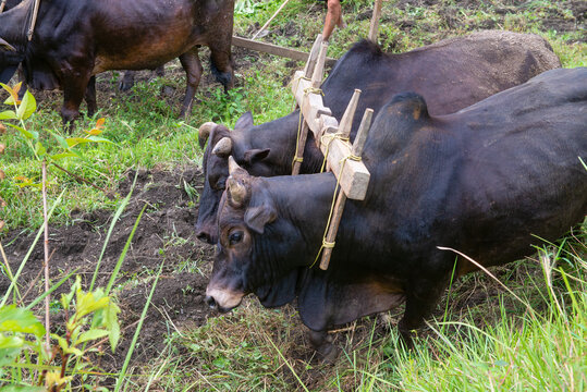 Two large cattle harnessed together plowing a farming field in Chitwan, Nepal
