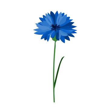 Clean flat 2D illustration of Cornflower Bachelors Button Flower, simple contemporary design, isolated on a white background.