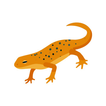 Newt, flat 2D illustration, minimal modern design, clean shapes, isolated on a white background.