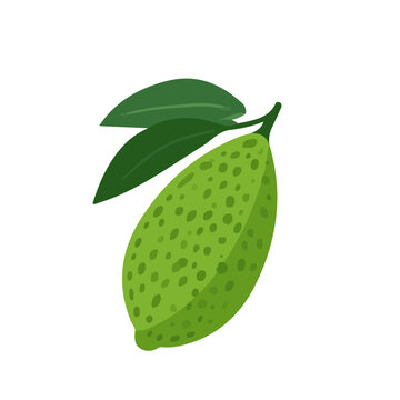 Clean flat 2D illustration of Finger Lime, simple contemporary design, isolated on a white background.