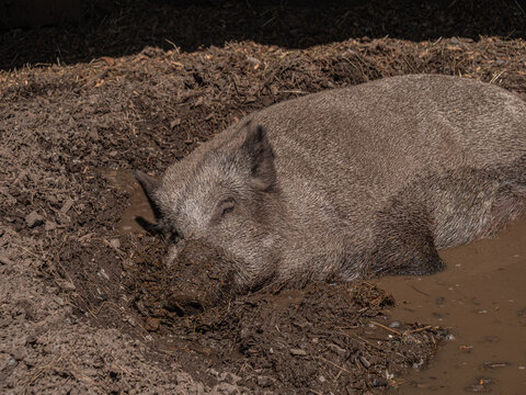 Sanglier au parc animalier du mont Pf&auml;nder