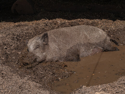 Sanglier au parc animalier du mont Pf&auml;nder