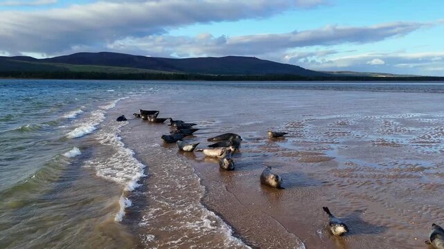 Cinematic drone tracking shot over wild seals lying along tidal shoreline near Golspie and Dornoch in Scottish Highlands ، UK