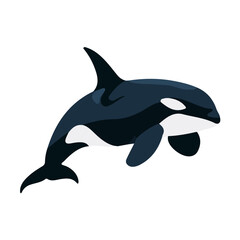 Naklejka premium Orca, flat 2D graphic illustration in a modern minimal style, isolated on a white background.