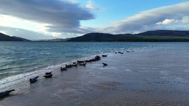 Wide drone tracking shot of harbor seal colony resting on sandy sandbar along Loch Fleet nature reserve near Dornoch Scotland