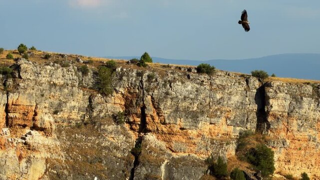 Griffon vultures flying near nesting cliff habitat, Segovia Spain video. Canyon rock wall, natural sanctuary and birds soaring in wild. High quality 4k footage