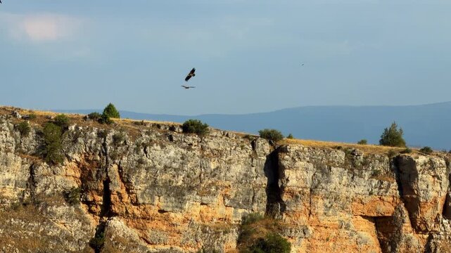 Griffon vultures flying near nesting cliff habitat, Segovia Spain video. Canyon rock wall, natural sanctuary and birds soaring in wild. High quality 4k footage