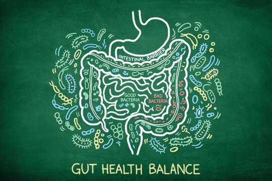Gut Health Digestive System and Immune Support on Chalkboard