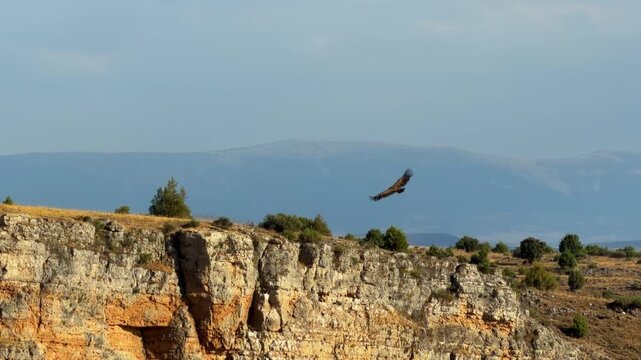 Griffon vultures flying near nesting cliff habitat, Segovia Spain video. Canyon rock wall, natural sanctuary and birds soaring in wild. High quality 4k footage