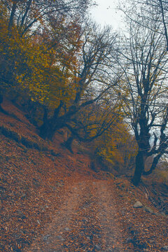 Landscape with beautiful fog in forest on hill or Trail through a mysterious winter forest with autumn leaves on the ground. Road through a winter forest. Magical atmosphere. Azerbaijan nature