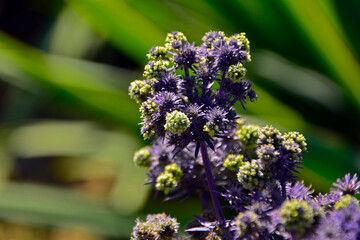Mikołajek płaskolistny 'Magical Purple Falls' (Eryngium planum 'Kolmapufa'), mikołajek o fioletowo zielonych kwiatach i pędach, Eryngium planum. Blue Sea, violet holly healthcare flowers © kateej