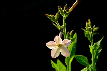 Tytoń oskrzydlony, tytoń perski (Nicotiana alata), kwkitnacy tytoń, białe kwiaty tytoniu ozdobnego, flowers of tobacco Nicotiana in the garden, White flowers Nicotiana alata  © kateej