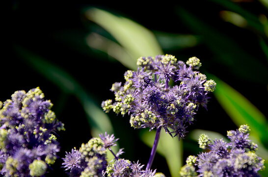 Mikołajek płaskolistny 'Magical Purple Falls' (Eryngium planum 'Kolmapufa'), mikołajek o fioletowo zielonych kwiatach i pędach, Eryngium planum. Blue Sea, violet holly healthcare flowers