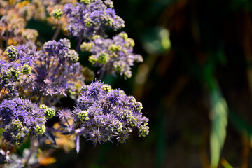 Mikołajek płaskolistny 'Magical Purple Falls' (Eryngium planum 'Kolmapufa'), mikołajek o fioletowo zielonych kwiatach i pędach, Eryngium planum. Blue Sea, violet holly healthcare flowers © kateej