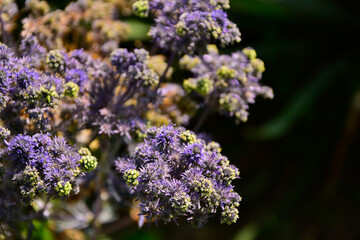 Mikołajek płaskolistny 'Magical Purple Falls' (Eryngium planum 'Kolmapufa'), mikołajek o fioletowo zielonych kwiatach i pędach, Eryngium planum. Blue Sea, violet holly healthcare flowers © kateej