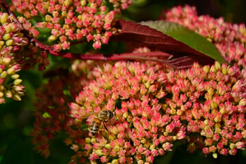 pszczoła na kwiatach rozchodnika, pszczoła (Apis) na rozchodniku, rozchodnik okazały, rozchodnikowiec, Hylotelephium spectabile syn. Sedum spectabile, showy stonecrop, bee on stonecrop flowers, © kateej