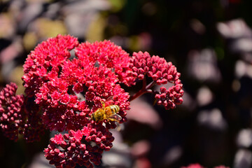pszczoła na kwiatach rozchodnika, pszczoła (Apis) na rozchodniku, rozchodnik okazały, rozchodnikowiec, Hylotelephium spectabile syn. Sedum spectabile, showy stonecrop, bee on stonecrop flowers, © kateej