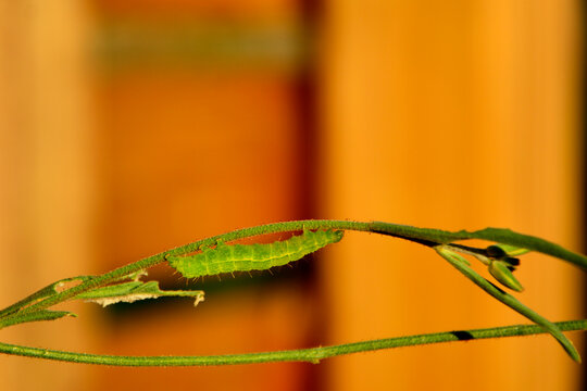 zielona gąsienica motyla z rodziny s&oacute;wkowatych, szkodnik upraw, gąsiennica ćmy, błyszczka (Autographa), green caterpillar of a moth from the owlet moth family (Noctuidae), 