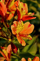 Alstremeria, alstromeria, krasnolica (Alstroemeria), pomarańczowe kwiaty alstremerii, bright orange flowers of Alstroemeria, called the Peruvian lily or lily of the Incas. © kateej