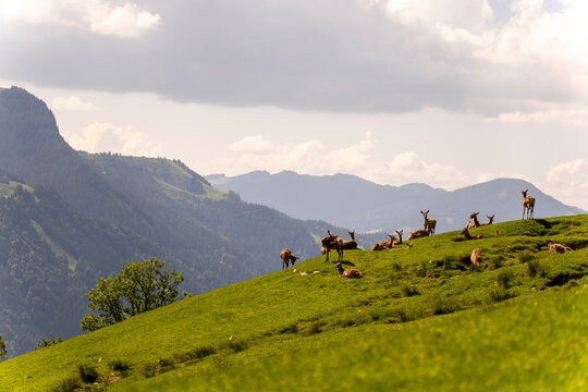 Eine Gruppe von Hirschk&uuml;hen ruht und steht verteilt an einem grasigen Berghang, w&auml;hrend im Hintergrund die imposante Berglandschaft Tirols sichtbar wird. 
