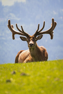 Detailreiche Nahaufnahme eines Rothirsches mit eindrucksvollem Geweih. Der Hirsch blickt aufmerksam in die Kamera