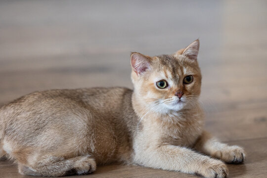 Relaxed British Shorthair kitten enjoying quiet moment on floor in cozy contemporary home interior