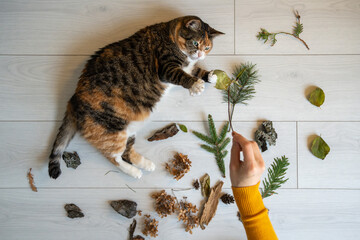 Fototapeta premium Calico cat investigates leaves, branches, bark and pinecones brought indoors by its owner, using natural scents and textures to encourage curiosity, mental stimulation and active play at home.