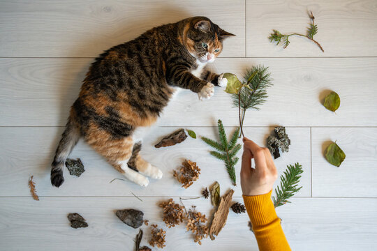 Calico cat investigates leaves, branches, bark and pinecones brought indoors by its owner, using natural scents and textures to encourage curiosity, mental stimulation and active play at home.