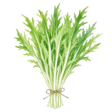 Fresh Japanese Mizuna Mustard Greens Gathered in a Tied Bundle