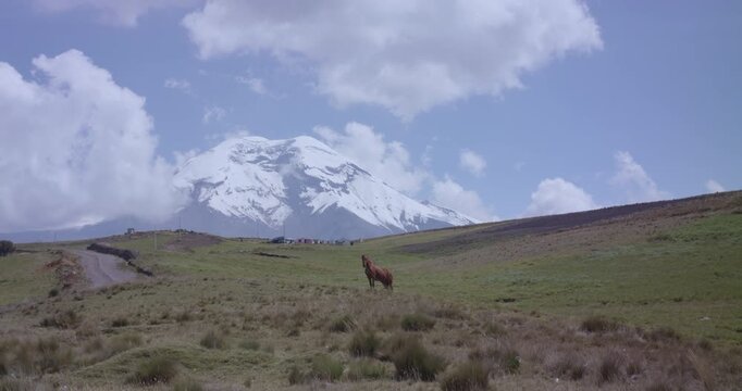 Landscape horse chimborazo, Ecuador, andes, andean mountains snow peak