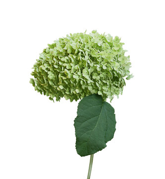 Large round green hydrangea bloom with leaf and stem isolated on transparent background