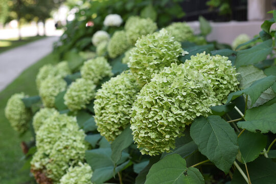 Garden bed with blooming green hydrangea shrub row with blurred path in background.