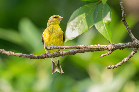 Male American goldfinch perched in a tree.