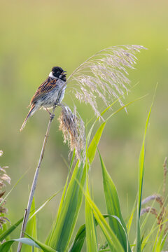 Male common reed bunting singing perched on reed plume in summer marsh