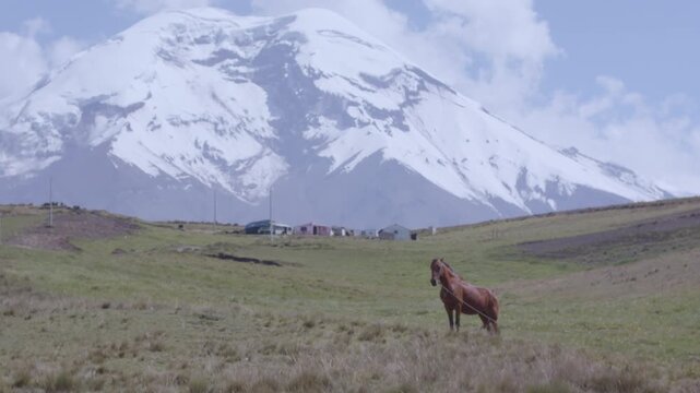 Landscape horse chimborazo, Ecuador, andes, andean mountains snow peak