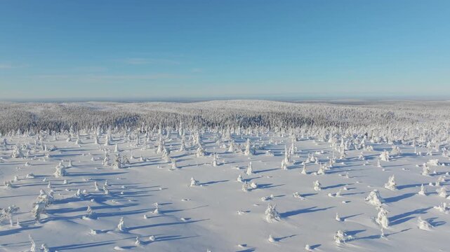 Aerial drone view of a snowy pine forest on a bright winter day. Cold fir trees covered in snow, seasonal winter nature background.