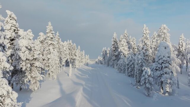 Aerial drone view of a road passing through a snowy pine forest on a bright winter day. Scenic winter road trip journey through cold fir trees.
